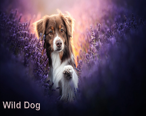 play Wild Dog