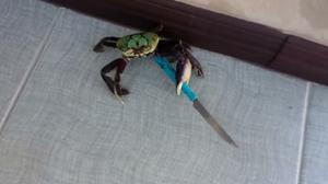 play Little Crab