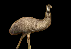 play Attack Of The Emus