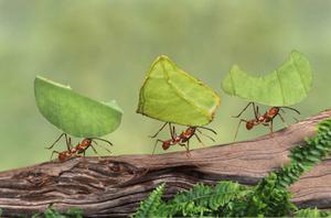 World Of Ants