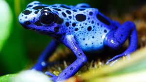 play Frog Runs 2