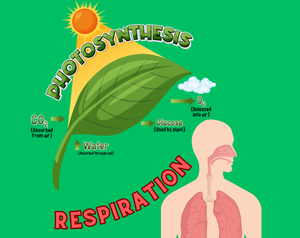 play Respiration And Photosynthesis