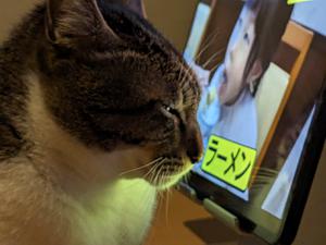 Ramen Eating Cat