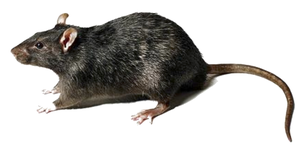 play Rat Playing Gay-Me