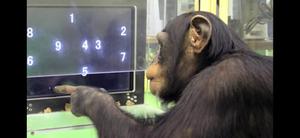 play Short Time Memory Test