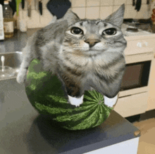 play Watermelon Cat