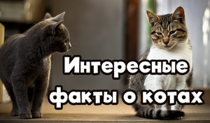 Интересные Факты О Котах game