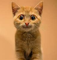 play Cat Clicker Chapter 1 Og Edition