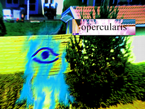 play Opercularis