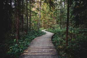 play Lost In The Woods