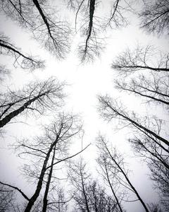 play You Were Warned About The Forest