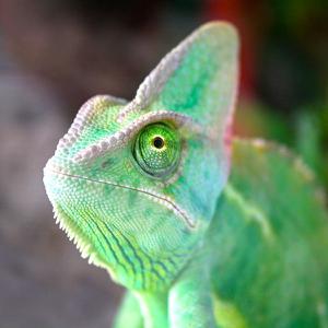 play Suse Adventures
