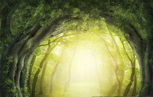 play Surviving The Enchanted Forest
