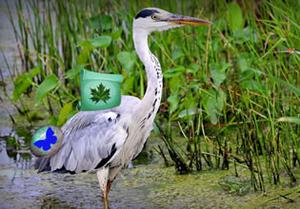 play Swampy Forest Mystery