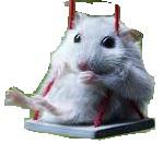 play Race Race Race