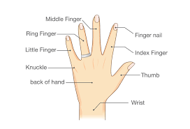 play Shadow Puppets
