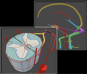 play 3D Nervous System