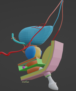 play 3D Perineum