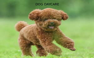 play Dog Daycare