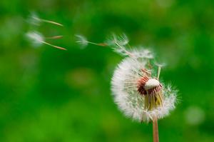 play A Dandelion'S Wish