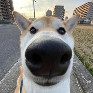 play Doges Dem Fly