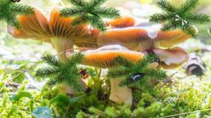 play Mushroom Forest Adventure 2
