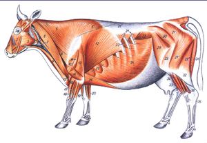 play Quiz Anatomia Veterinária (Músculos Torácicos)