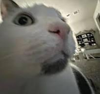 play Neko Pong