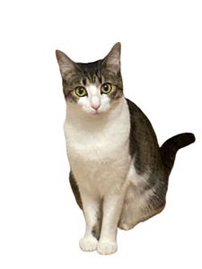 play Cat Simulator