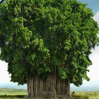 play Banyan-Tree-Hidden-Numbers