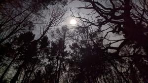 play Camping Alone
