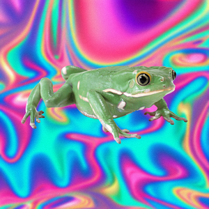 play Psychic Frog Clicker