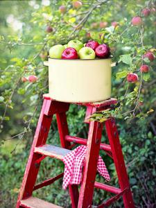 play Apple Picker
