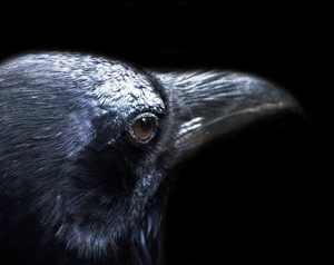 play The Bird Box [Wrapper]