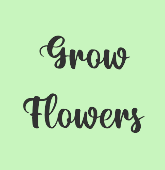 play Flower Clicker Prototype