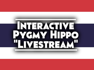 play Interactive Pygmy Hippo 