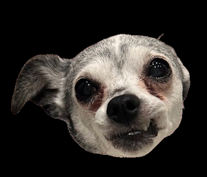 play Flarpy Dog