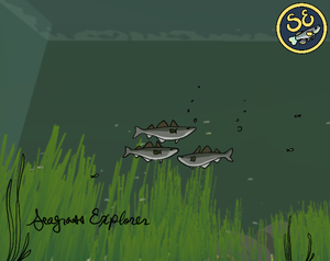 play Seagrass Explorer