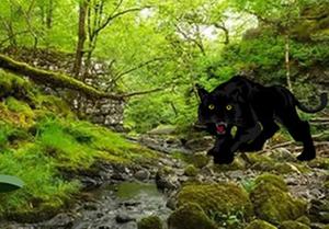play Escape From Black Panther Forest