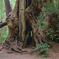 play Escape-From-Olympic-National-Forest