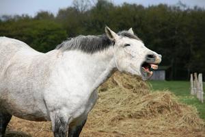 play Horsing Around