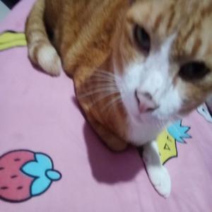 play Cat Jump! Mobile & Pc