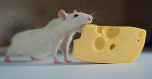 play Cheddar Trials