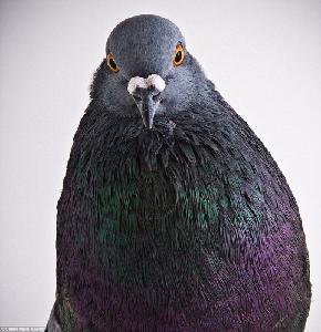 play Pigeon.