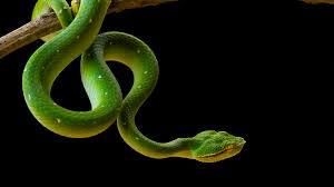 play Ip Snake