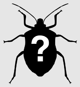 play What Bug Are You? - Personality Quiz