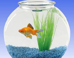 play Having A Goldfish Simulator