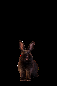 play Bunny Season