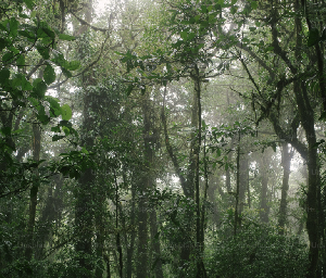 play Forest Walking