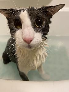 play Soggy Cat Bathtime Simulator